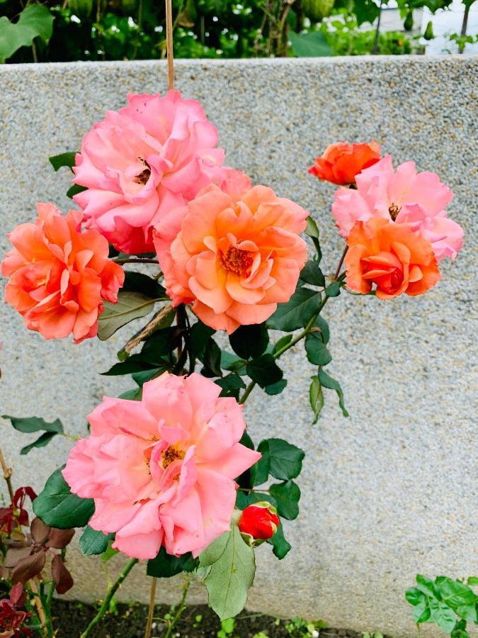 Jifun Flower Meanings 지안 외부 사진